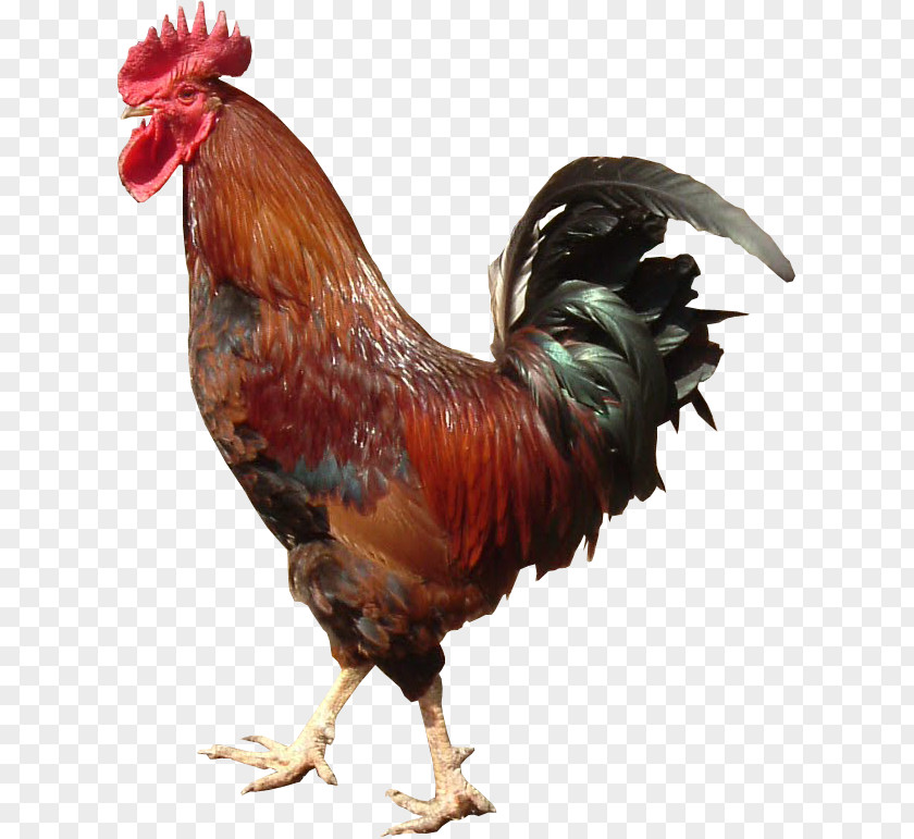 Cock Rooster Chicken Information PNG