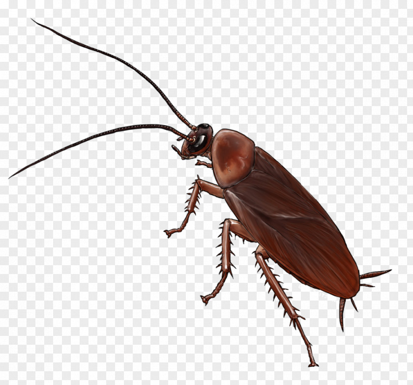 Cockroach American Insect Drawing German PNG