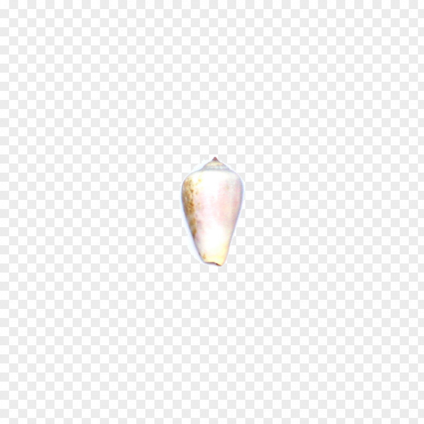 Conch Decoration Seafood Sea Snail PNG
