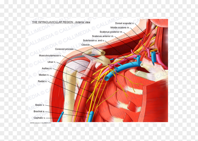 Infraclavicular Fossa Subclavian Artery Supraclavicular Anatomy Brachial Plexus PNG