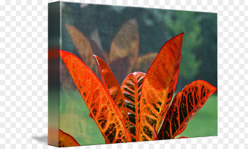 Tropical Plant Croton Leaf Garden Houseplant Crotons PNG