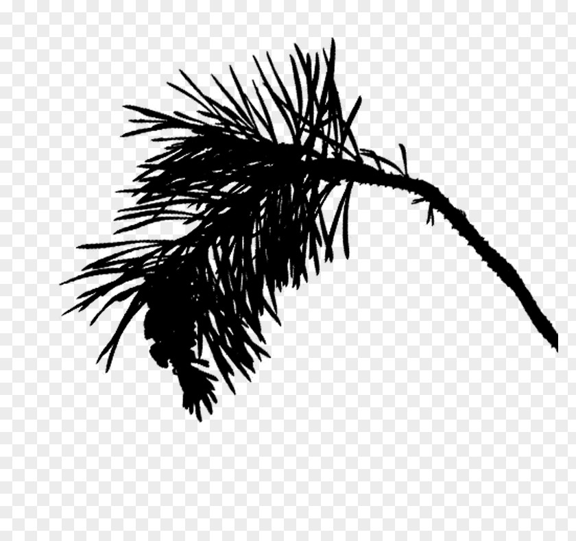 Blackandwhite Branch Palm Tree Background PNG