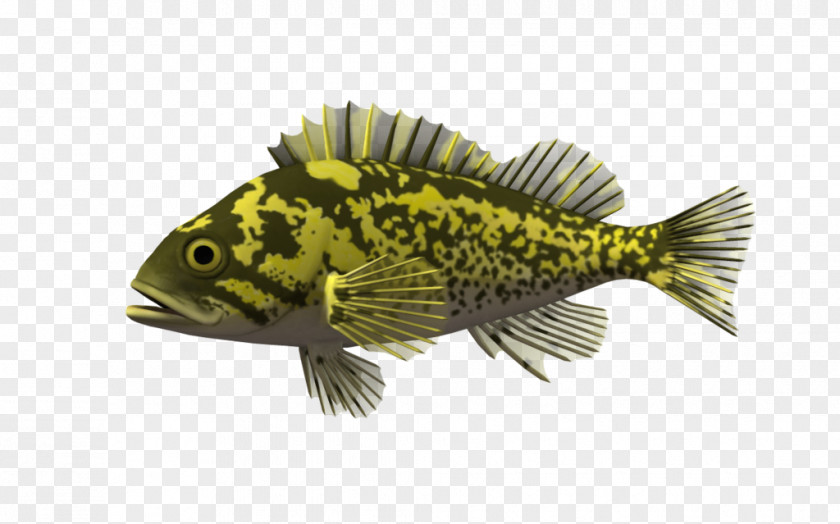 Fish Rendering Animal Marine Biology PNG