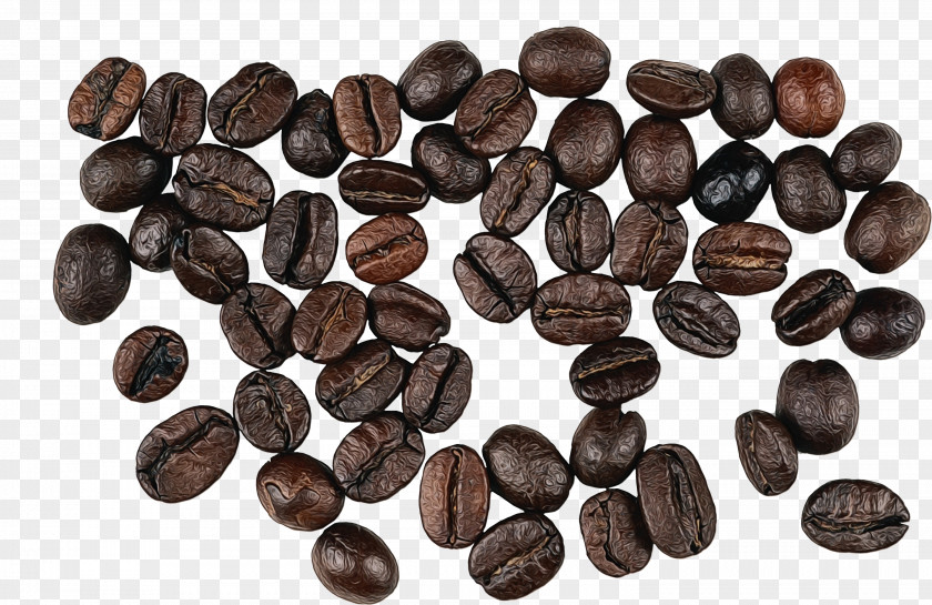 Java Coffee Seed Watercolor Plant PNG