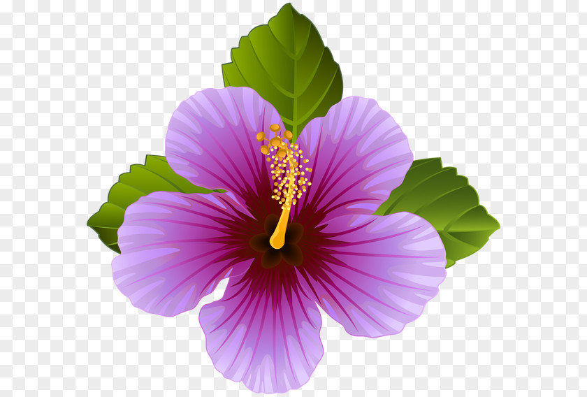 Purple Flowers Flower Violet Clip Art PNG