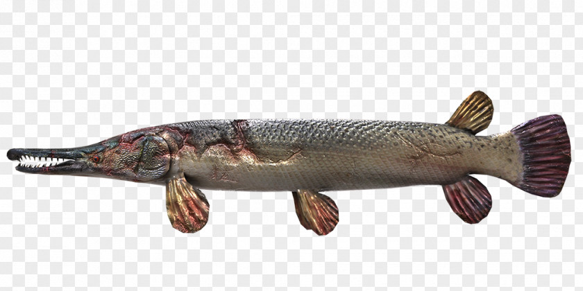 Steamed Fish Gar Northern Pike Fishing Planet PNG