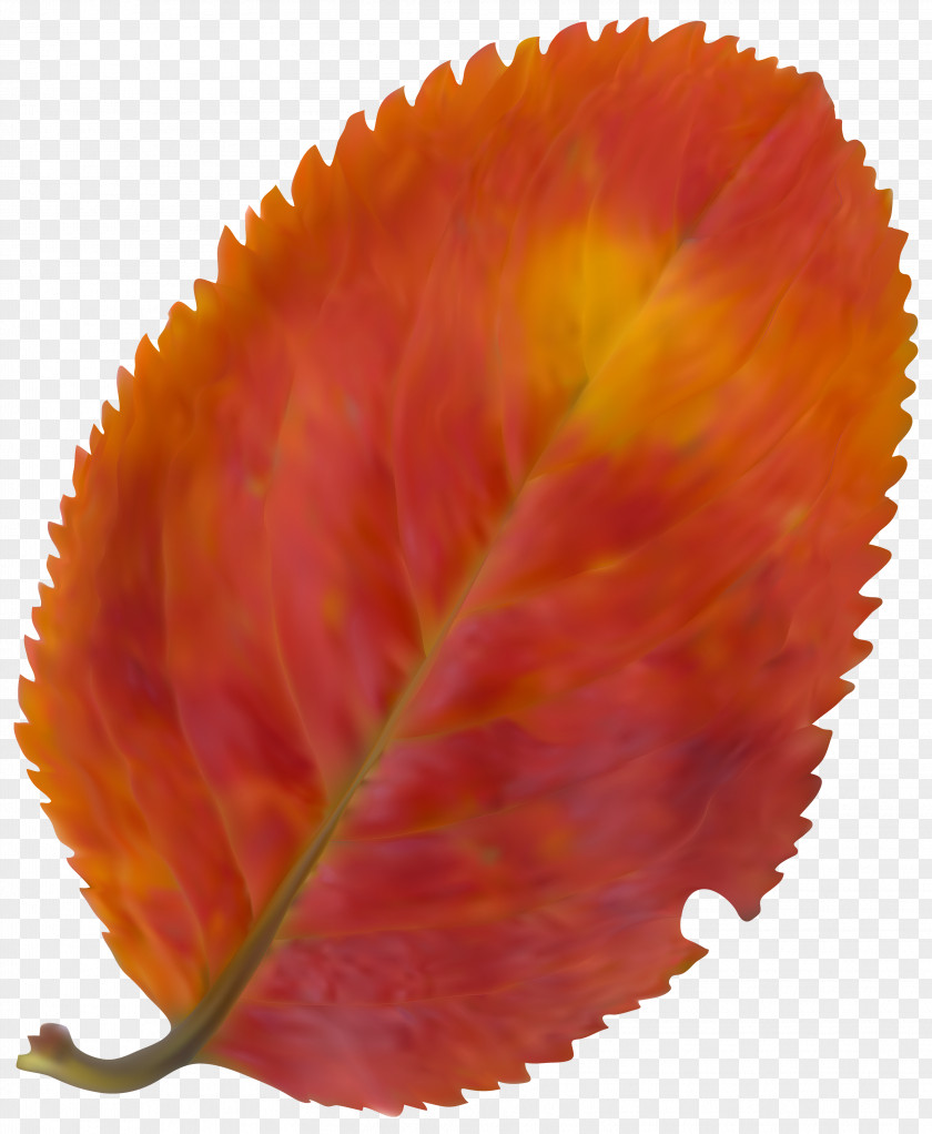 Beautiful Fall Leaf Clipart Image Autumn Color Clip Art PNG