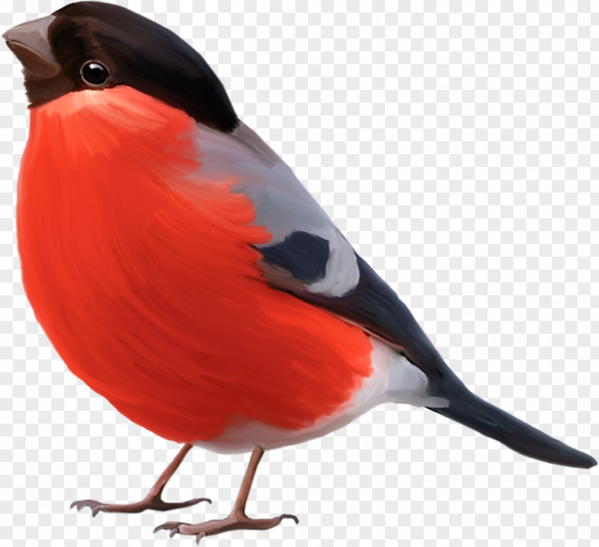 Bird Sparrow Drawing Image Penguin PNG