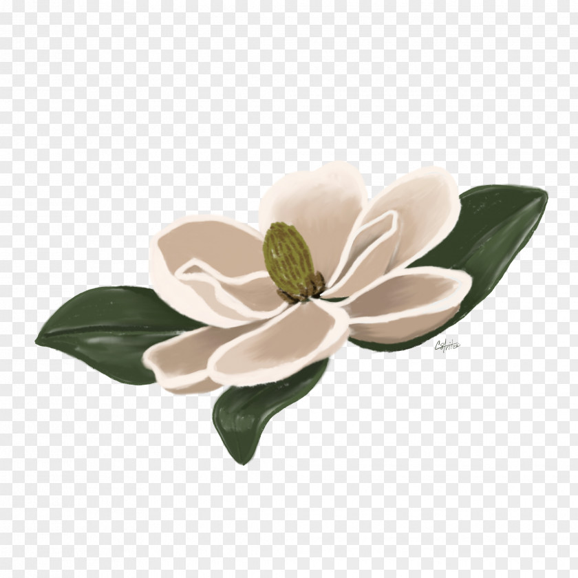 Flower Flowering Plant Magnolia Floral Design Blue PNG