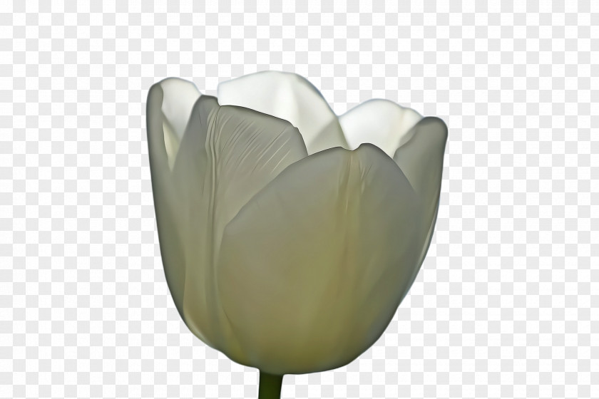 Flowering Plant Herbaceous White Lily Flower PNG