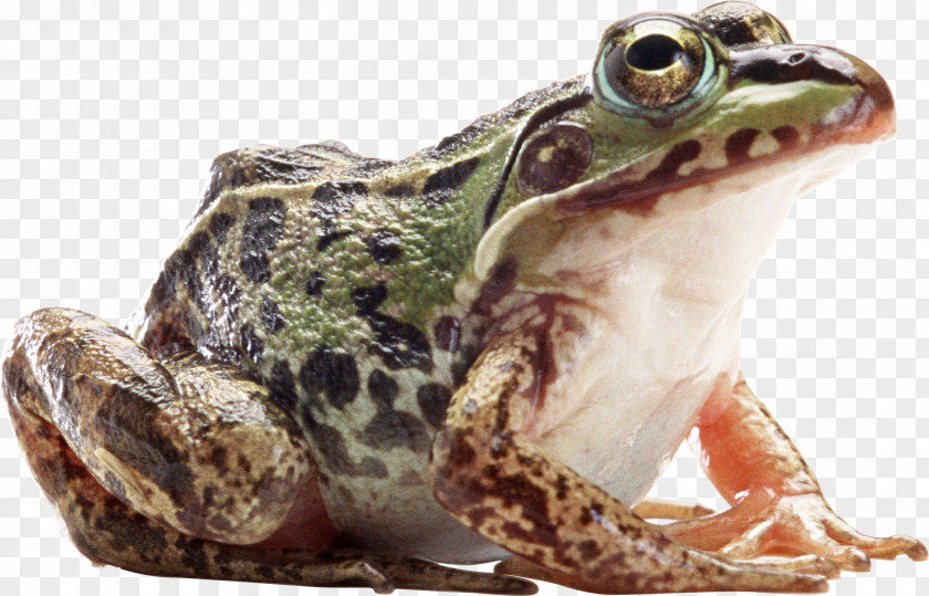 Frog American Bullfrog Amphibian PNG