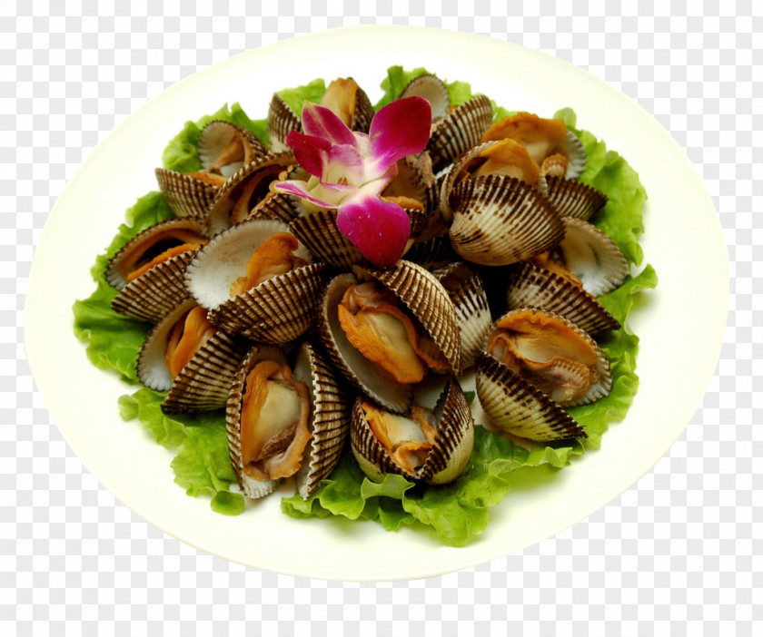 Ginger Hair Clams Cockle Clam Seafood Oyster Mussel PNG