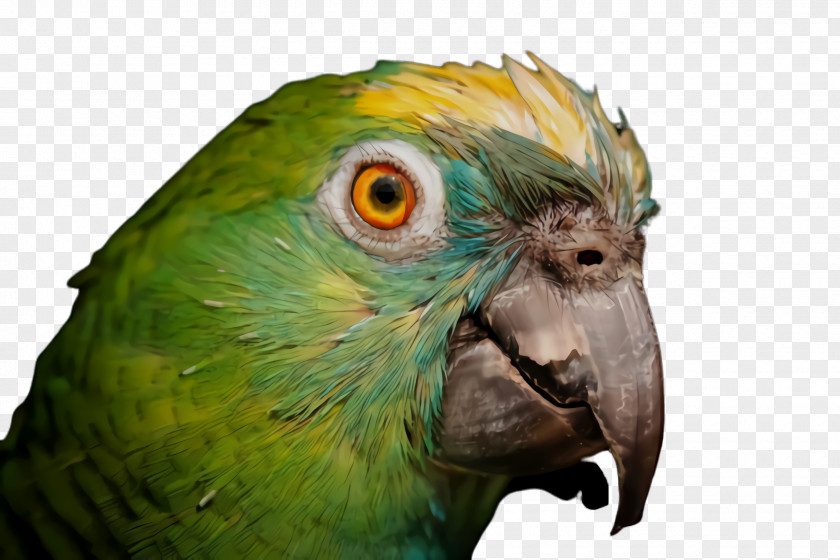 Wildlife Budgie Colorful Background PNG