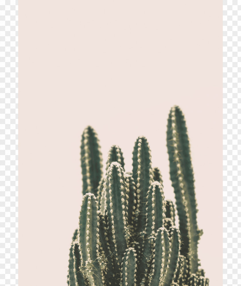 Cactus Cactaceae Printing Printmaking Art Wall PNG