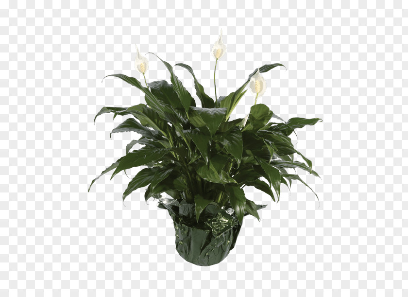 Flower Peace Lily Flowerpot Houseplant PNG