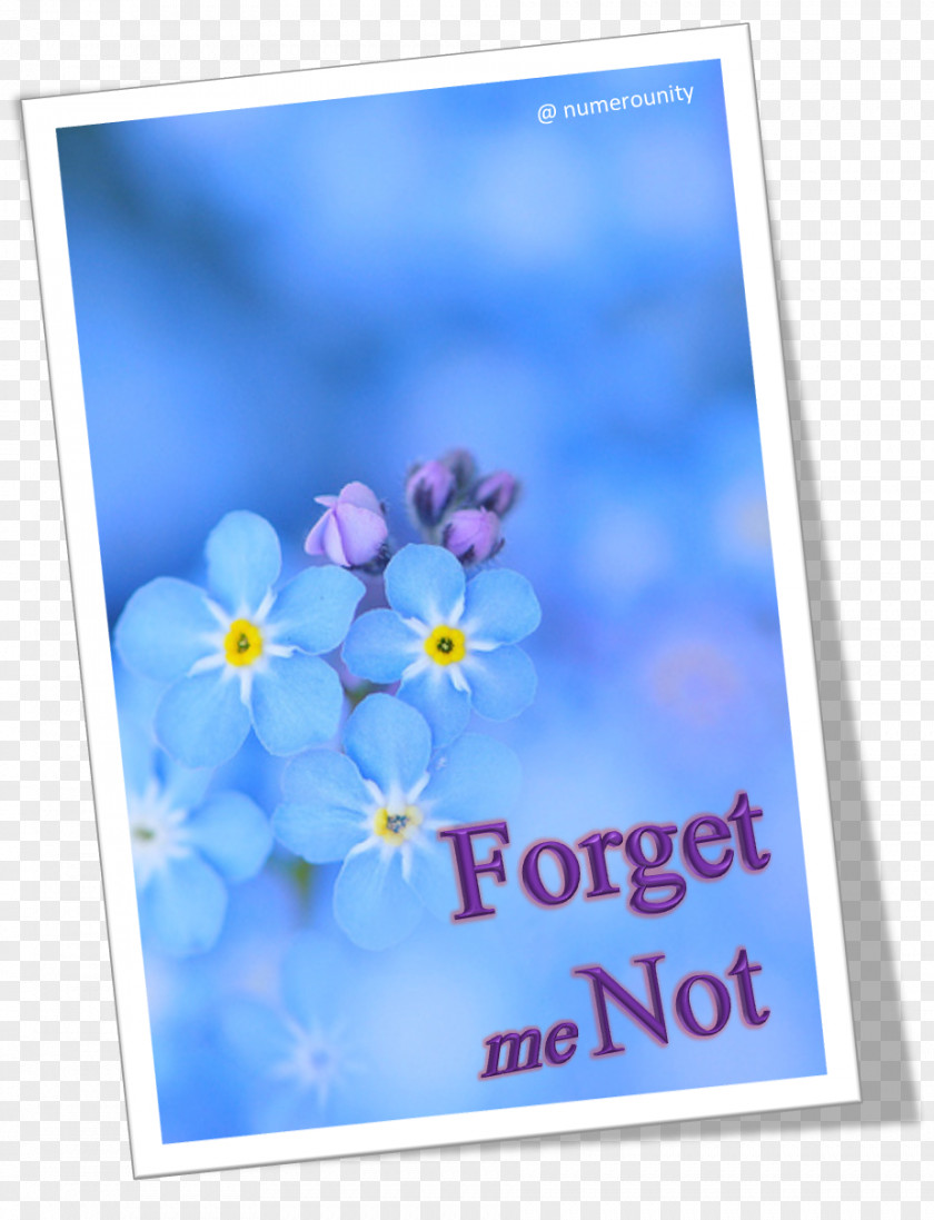 Forget Me Not Electric Blue Violet Login Cobalt PNG