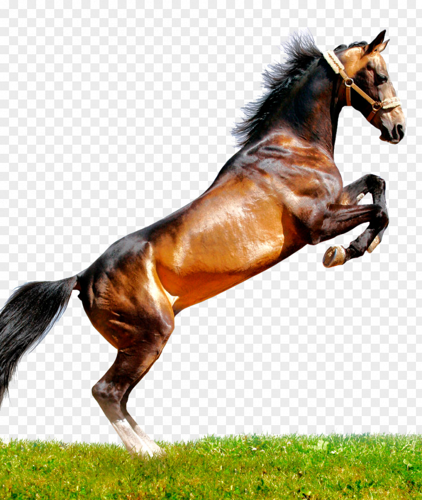 Horse Arabian Peruvian Paso Thoroughbred Mustang Stallion PNG