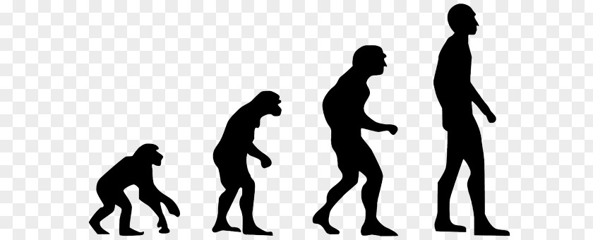 Human Evolution Primate Neanderthal PNG