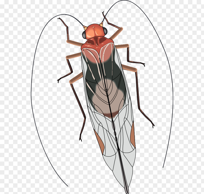 Insect Wing Antenna Clip Art PNG