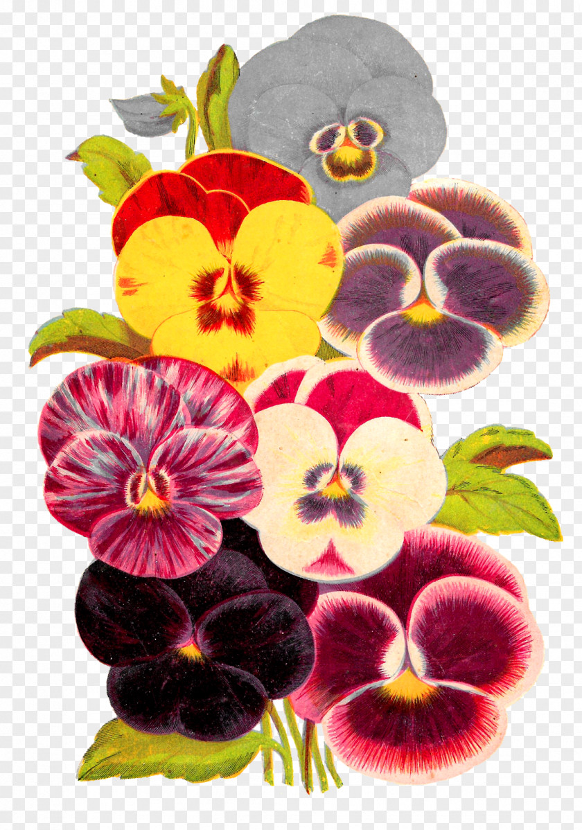 Pansy Violet Flower Clip Art PNG
