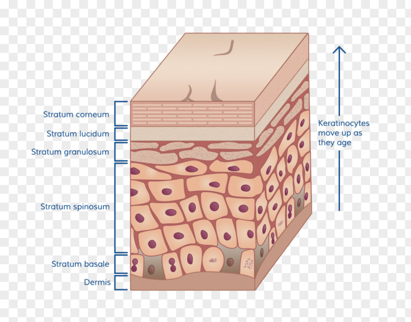Burn Stratum Corneum Human Skin Basale Tissue PNG