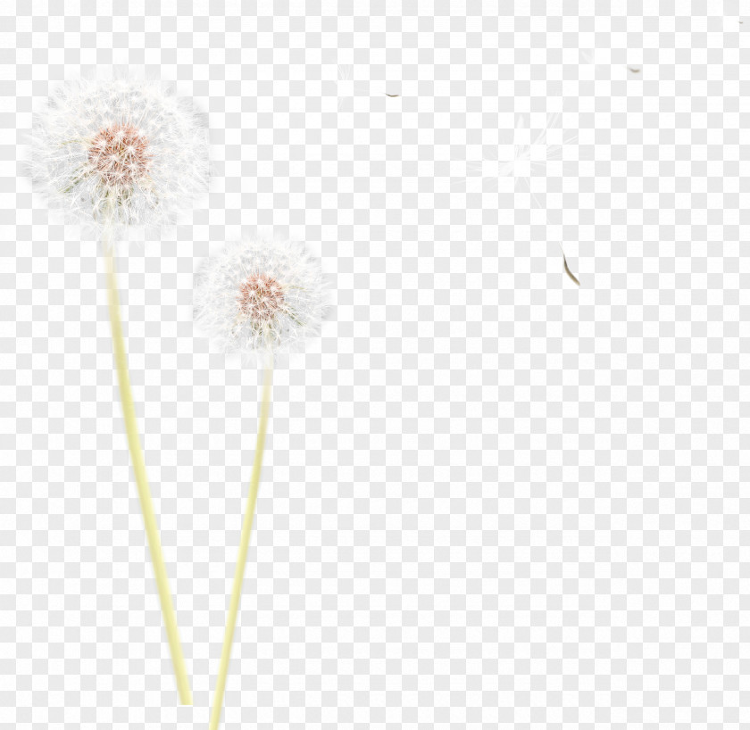 Dandelion Common Flower Plant Polyvore PNG