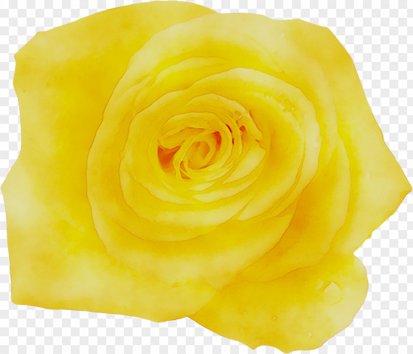 Garden Roses Petal Cut Flowers PNG