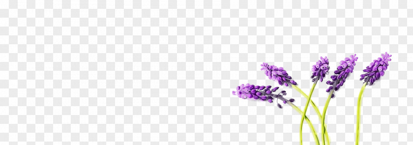 Lavender PNG