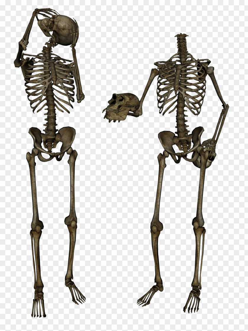 Skeleton Image Terminator PNG