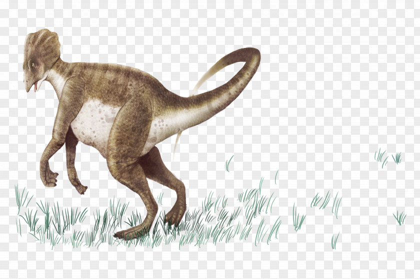 Standing Dinosaur Prehistory Tyrannosaurus Euclidean Vector PNG