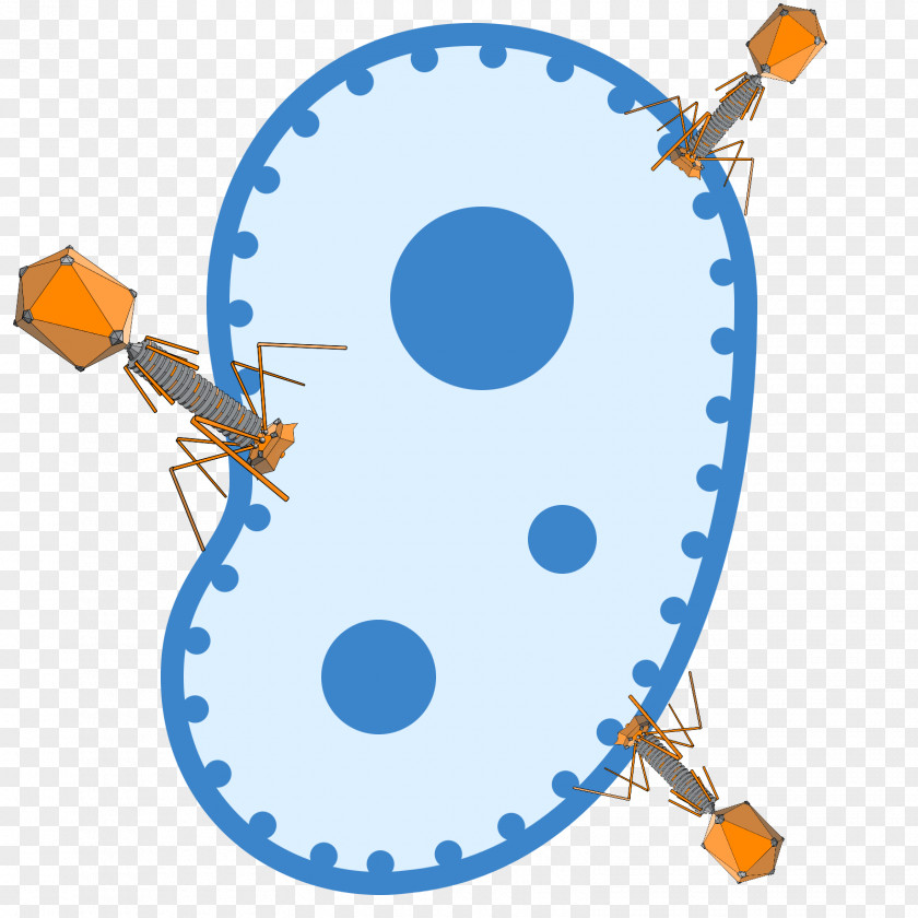 Bacteria Art Clip PNG