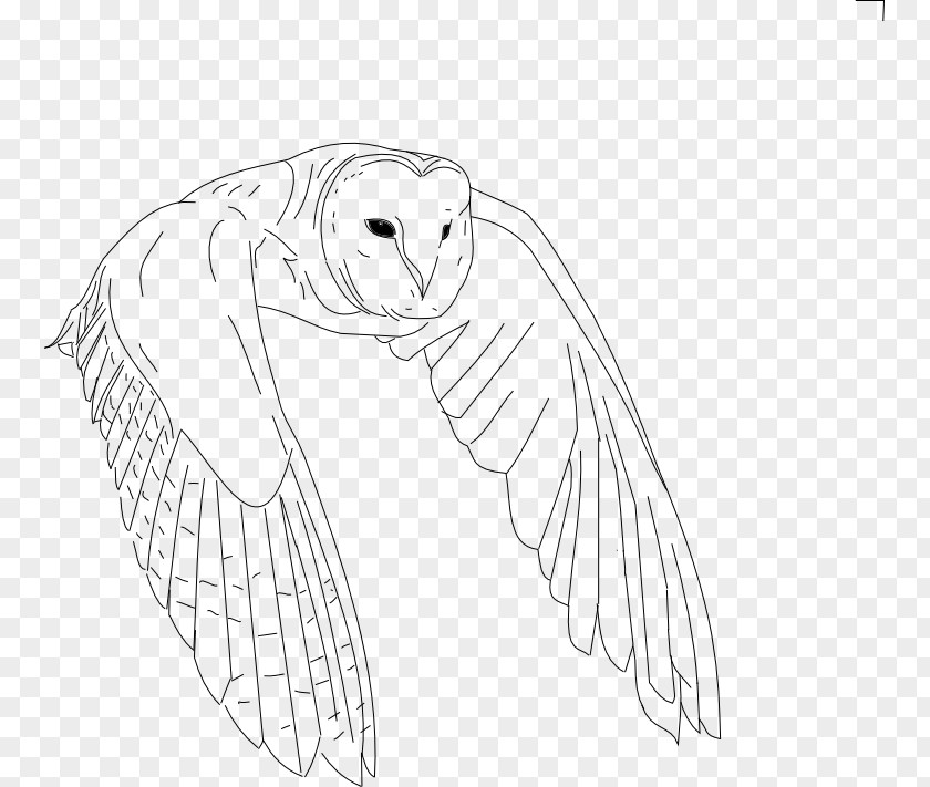 Flying Owl Bird Drawing Line Art PNG