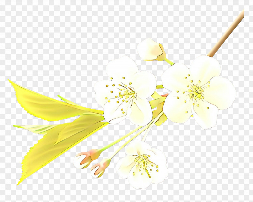 Pedicel Branch Flowers Background PNG