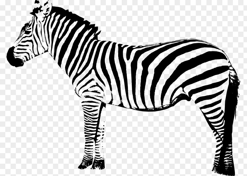 Zebra Art Clip PNG