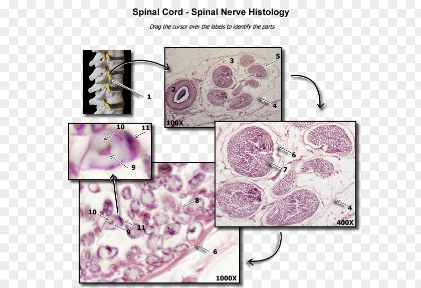 Anatomy Violet Lilac Lavender Purple Spinal Nerve PNG