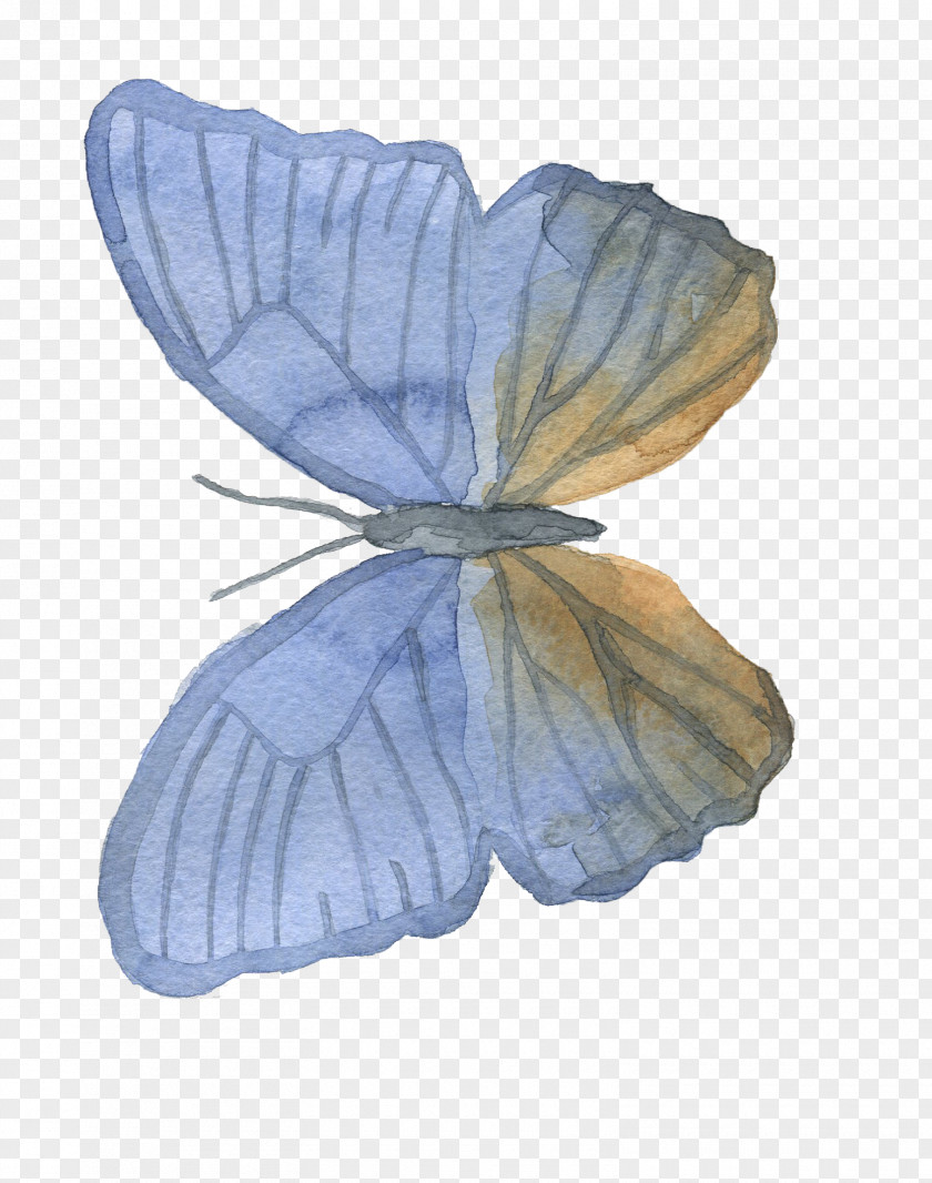 Butterfly Moth Petal PNG