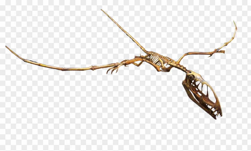 FLIGHT Dimorphodon Rocky Mountain Dinosaur Resource Center Archaeopteryx Pterodactyls Peteinosaurus PNG