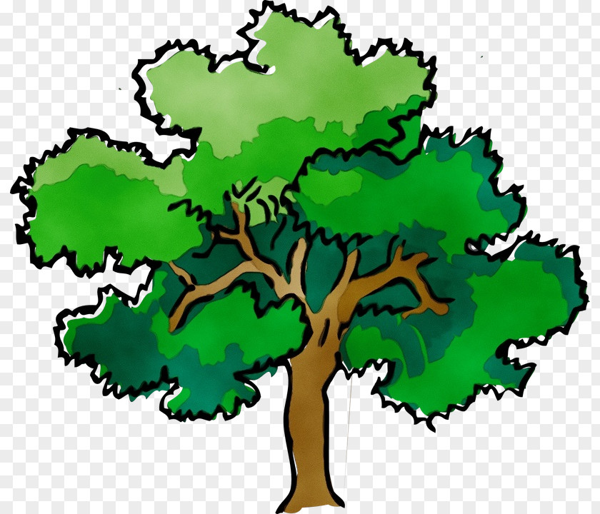 Plane Woody Plant Oak Tree Leaf PNG