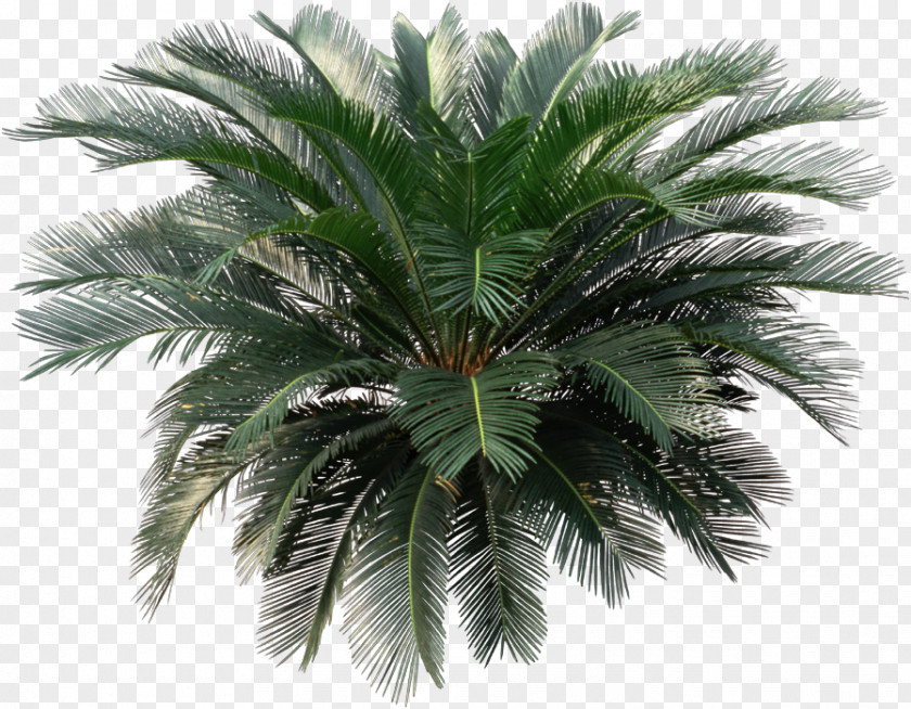 Plant Sago Palm Cycad Houseplant Arecaceae PNG
