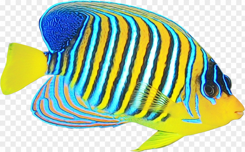 Pomacentridae Aquarium Decor Fish Pomacanthidae Butterflyfish Holacanthus PNG