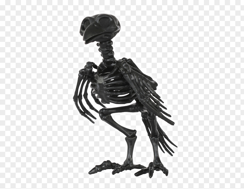 Skeleton Human Bone Skull Animal PNG