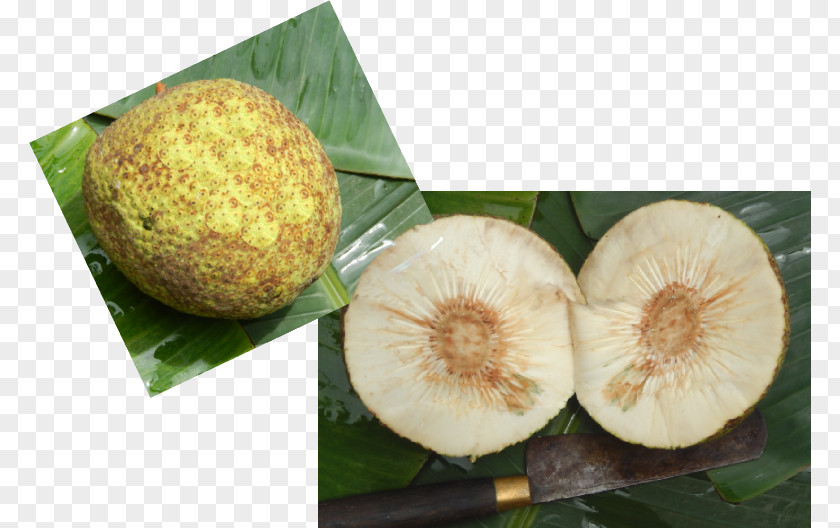 THORAN Superfood Fruit PNG