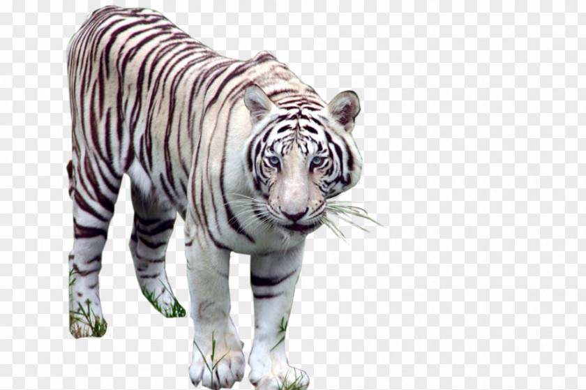 Tiger Animals Vocabulary Learning English Android PNG