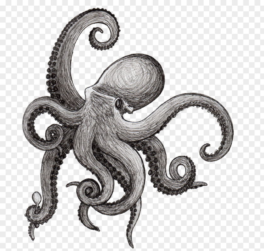 Aquatic Octopus Drawing Squid Kraken Cephalopod PNG