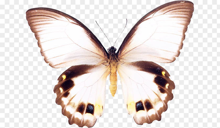 Butterfly Brush-footed Butterflies Pieridae Gossamer-winged Silkworm PNG