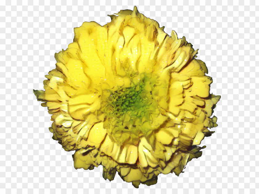 Chrysanthemum Cut Flowers Yellow Petal Sunflower PNG