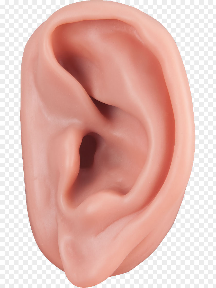 Ear Acupuncture Auricle Auriculotherapy Ossicles PNG