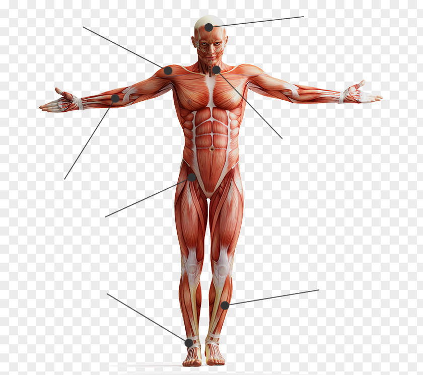 Human Body Skeletal Muscle Tissue Anatomy PNG