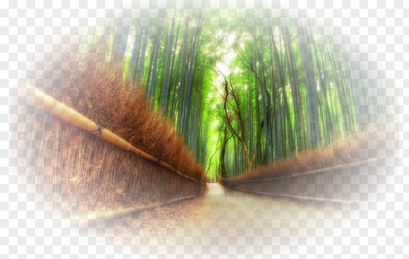 Paysage Arashiyama Bamboo Forest Iwatayama Monkey Park Tropical Woody Bamboos PNG