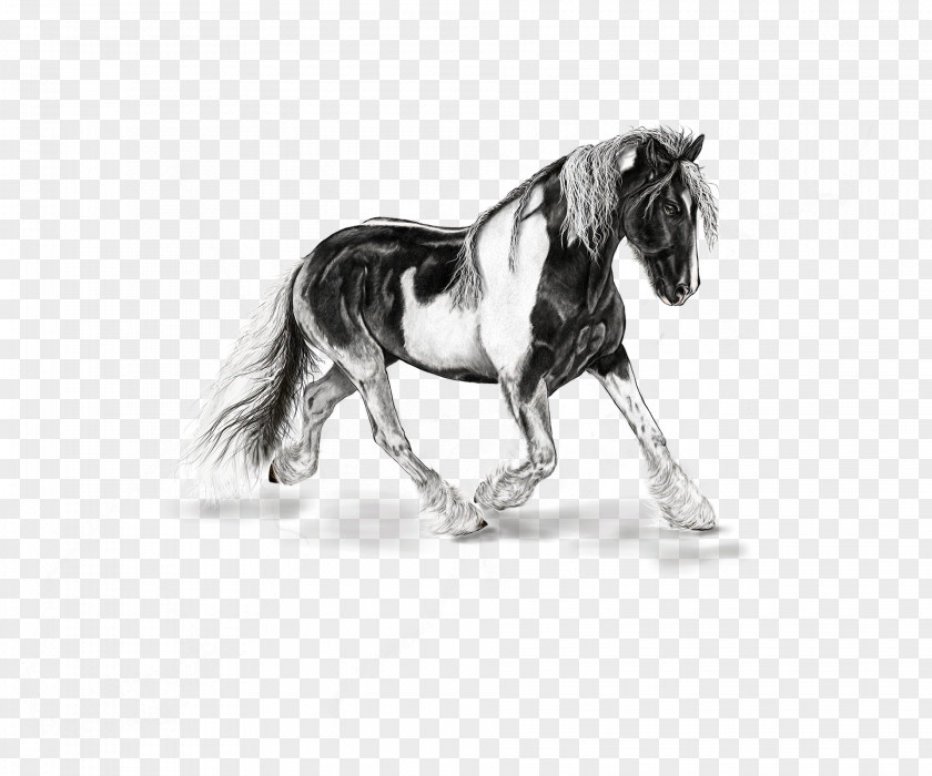 Watercolor Horse American Paint Mustang Stallion Shetland Pony PNG